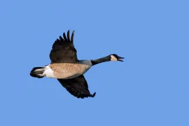 Dead geese spark bird flu fears as migration fuels outbreak risk in Canada
