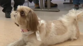 Good pets making a difference by volunteering at Alberta Health Services sites