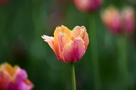 The 5 senses of spring: How climate change is shaping our seasonal experience