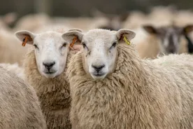 Bird flu detected in a sheep for the first time, U.K. officials say