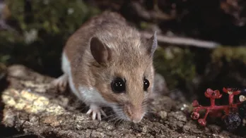 Hantavirus, cause of Gene Hackman’s wife’s death, kills three in California