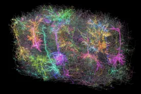 Mouse watches The Matrix, scientists map brain that looks like a ‘galaxy’