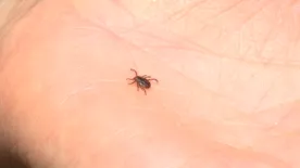 Nova Scotia research confirms lemongrass essential oil can repel ticks