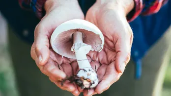 Parkinson's patients who take 'magic mushrooms' see key benefits, study finds