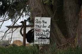 B.C. ostrich farm calls for independent testing to prevent ‘unnecessary destruction’